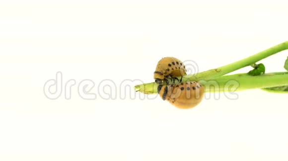 科罗拉多甲虫的两只幼虫在白色背景下进食视频的预览图