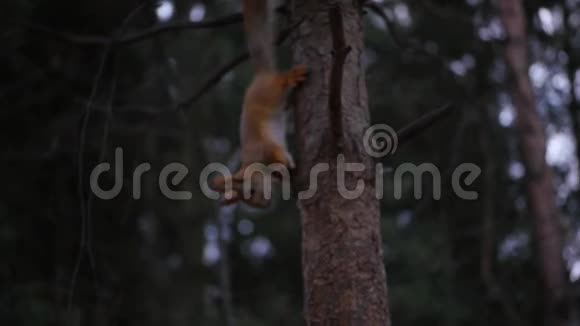 红松鼠沿着秋天森林里一棵树的树干奔跑高清1920x1080慢动作视频的预览图