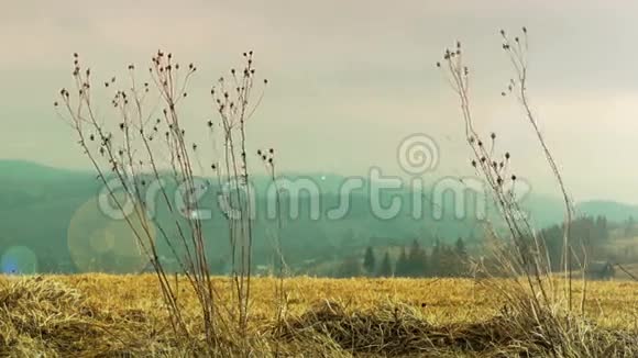 干草在风中飘散视频的预览图