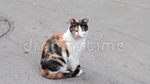 无家可归的猫坐在街上视频的预览图