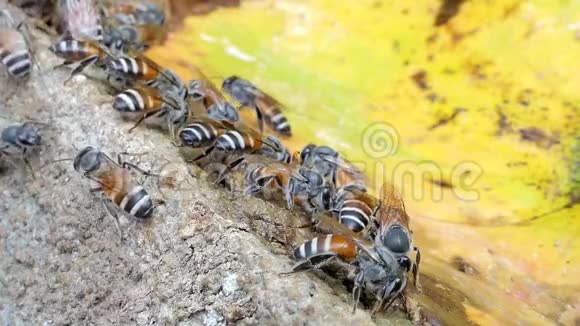 几十只条纹蜜蜂成群地吃矿物视频的预览图