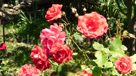 背景模糊的大红玫瑰视频的预览图