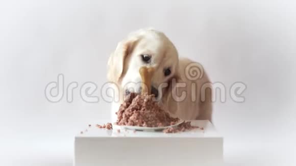 家里的宠物生活有趣的视频从狗的生日美丽的金毛猎犬吃肉蛋糕视频的预览图