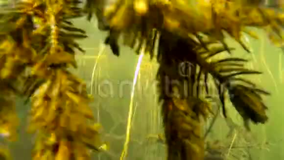湖水下的树枝和鱼视频的预览图