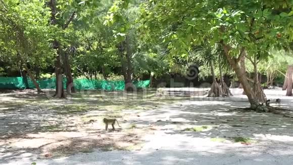 猴子在公园的树木间漫步视频的预览图