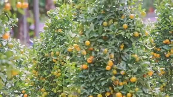 青橘树枝与熟果视频的预览图