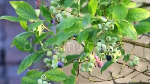 果实的蓝莓植物视频的预览图