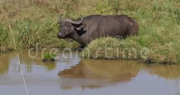 非洲水牛切角肯尼亚内罗毕公园水洞成人实时视频的预览图