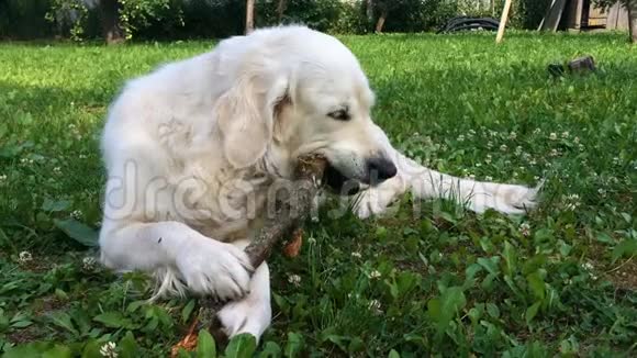 宠物的幸福生活有食欲的金毛猎犬在花园里的魔杖手持射击视频的预览图