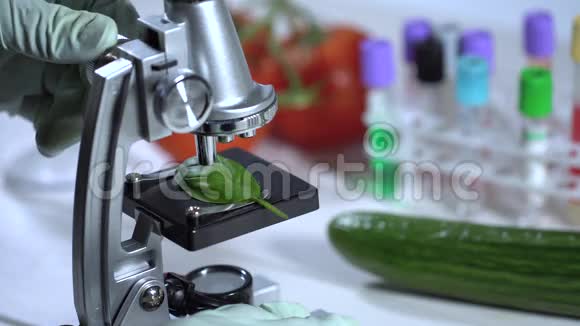 食品质量控制实验室用显微镜检查罗勒叶的科学家视频的预览图