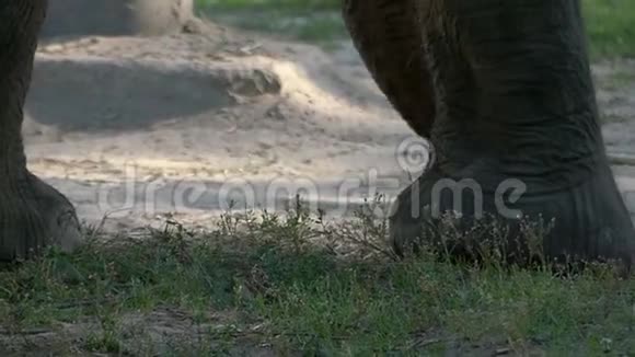 巨大的大象腿在动物园的草坪上移动视频的预览图