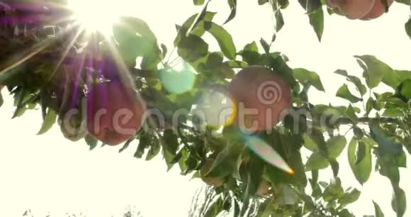 成熟美丽的红苹果挂在苹果树上明亮的阳光和光风与树叶和水果玩耍概念视频的预览图