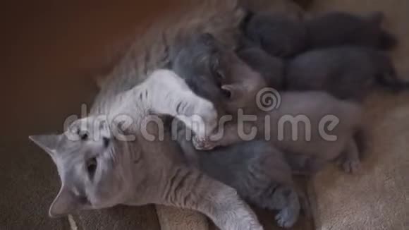 苏格兰褶皱家庭妈妈喂三个小猫休息视频的预览图