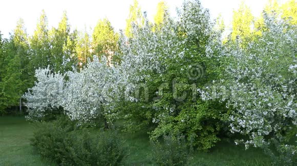 丛草白花苹果树园三脚架仍然是多莉视频的预览图
