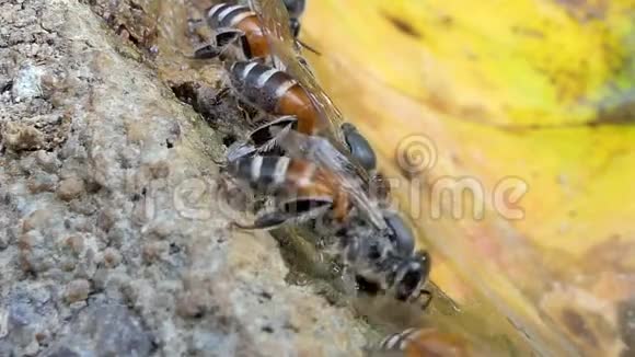 几十只条纹蜜蜂成群地吃矿物视频的预览图
