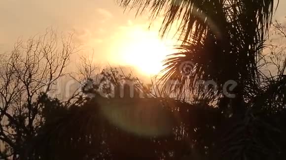 阳光透过烟雾照耀丛林中的棕榈树印度视频的预览图