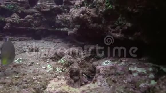 雷维莱盖多群岛圣贝代迪托岛附近的El锅炉岩石中的索科罗刺龙虾视频的预览图