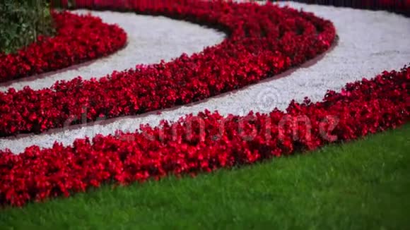 带条纹的红花床视频的预览图