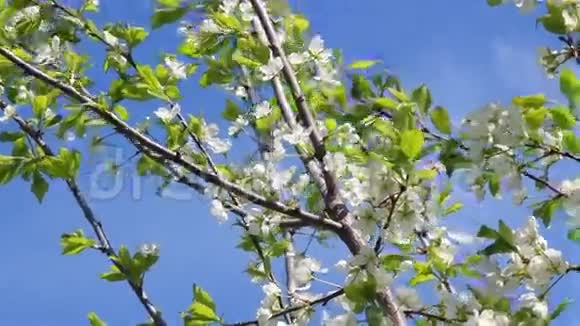 枝的梅树视频的预览图