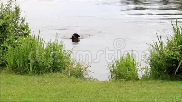 一只狗在水里用棍子玩耍视频的预览图
