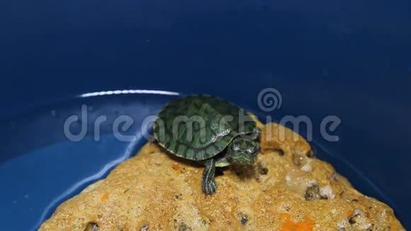石头上的红耳龟视频的预览图