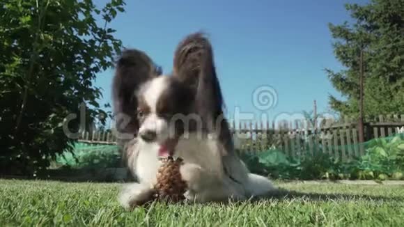 美丽的狗品种帕皮龙啃云杉锥草坪股票录像视频的预览图