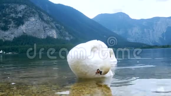 天鹅鸟湖山自然视频的预览图