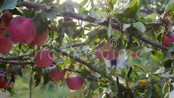 成熟美丽的红苹果挂在苹果树上明亮的阳光和光风与树叶和水果玩耍概念视频的预览图
