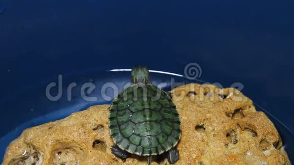 石头上的红耳龟视频的预览图