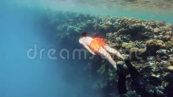 小男孩用珊瑚鱼在浅水中游泳视频的预览图