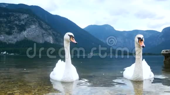 天鹅鸟湖山自然视频的预览图