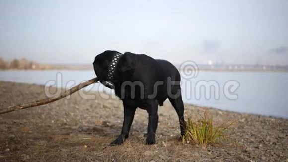 一只湿狗在河岸上玩棍子高清1920x1080慢动作视频的预览图