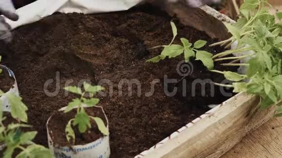 农民种植西红柿幼苗视频的预览图