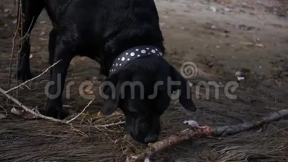 一只大黑狗在街上玩耍啃着一根棍子高清1920x1080慢动作视频的预览图