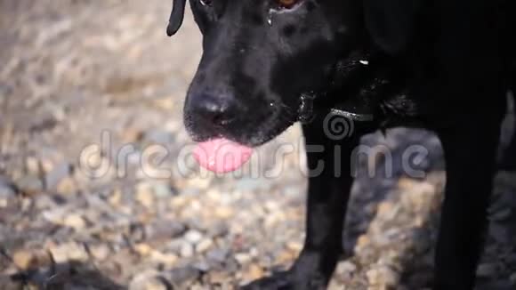 河岸上一只大黑狗在打哈欠特写高清1920x1080慢动作视频的预览图