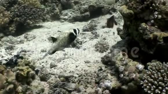 沙布沙姆河水中的河豚鱼视频的预览图