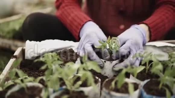 农民种植西红柿幼苗视频的预览图