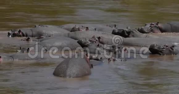 河马河马两栖动物群立于河中肯尼亚马赛马拉公园实时视频的预览图