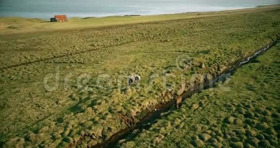 直升机飞过冰岛山谷的绿色熔岩场马在海边的草地上独自放牧视频的预览图