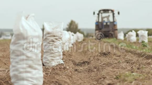 拖拉机刨出车夫满袋的白色土豆正站在田里收获马铃薯视频的预览图