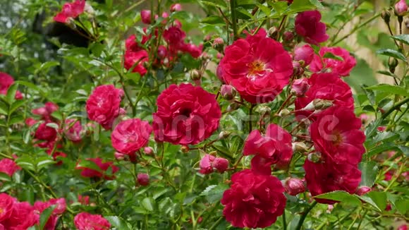 红色玫瑰灌木4k视频的预览图