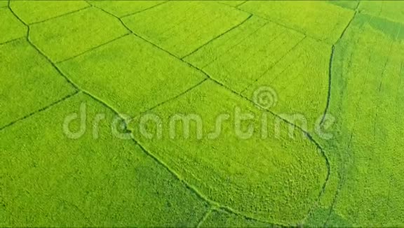 绿色稻田Vy路近景视频的预览图