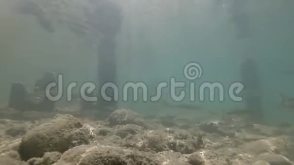 来自美丽河流栖息地的水下视频游泳接近淡水鱼丘布斯洛文尼亚博欣吉视频的预览图