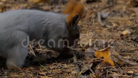 松鼠吃葵花籽视频的预览图