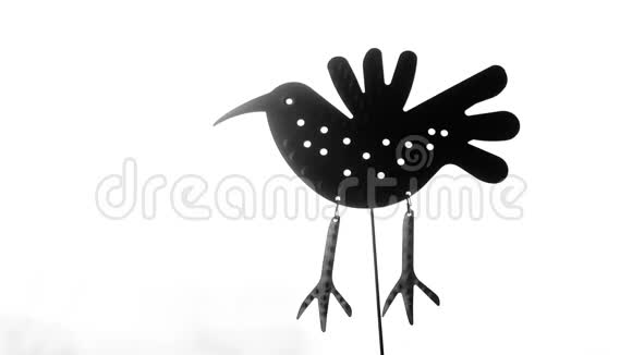 白色背景的铁黑扁鸟视频的预览图