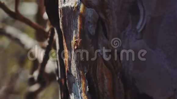 在森林中蚂蚁的宏观视野因为它们一起觅食日落特写镜头视频的预览图