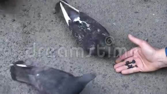 喂鸽子谷物的人鸽子啄食人手中种子视频的预览图