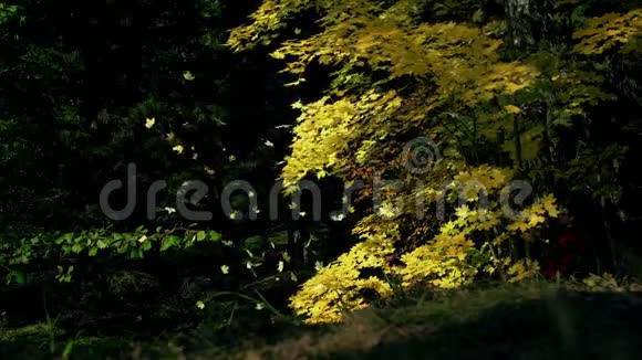在阳光明媚的秋天充满活力的枫叶慢慢地朝地面飘落秋天色彩斑斓的树叶背景慢动作视频的预览图