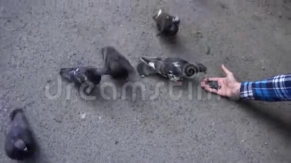 喂鸽子谷物的人鸽子啄食人手中种子视频的预览图