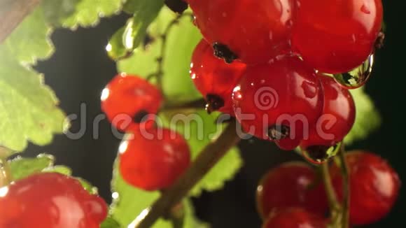 红古兰特挂在花园的灌木丛上枝上的红色醋栗成熟视频的预览图